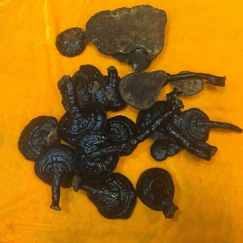 野生反柄紫芝 - 灵芝福寿堂_全球野生灵芝批发零售地,中华灵芝世家